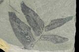 Pennsylvanian Fossil Fern (Neuropteris?) Plate - Kentucky #137730-1